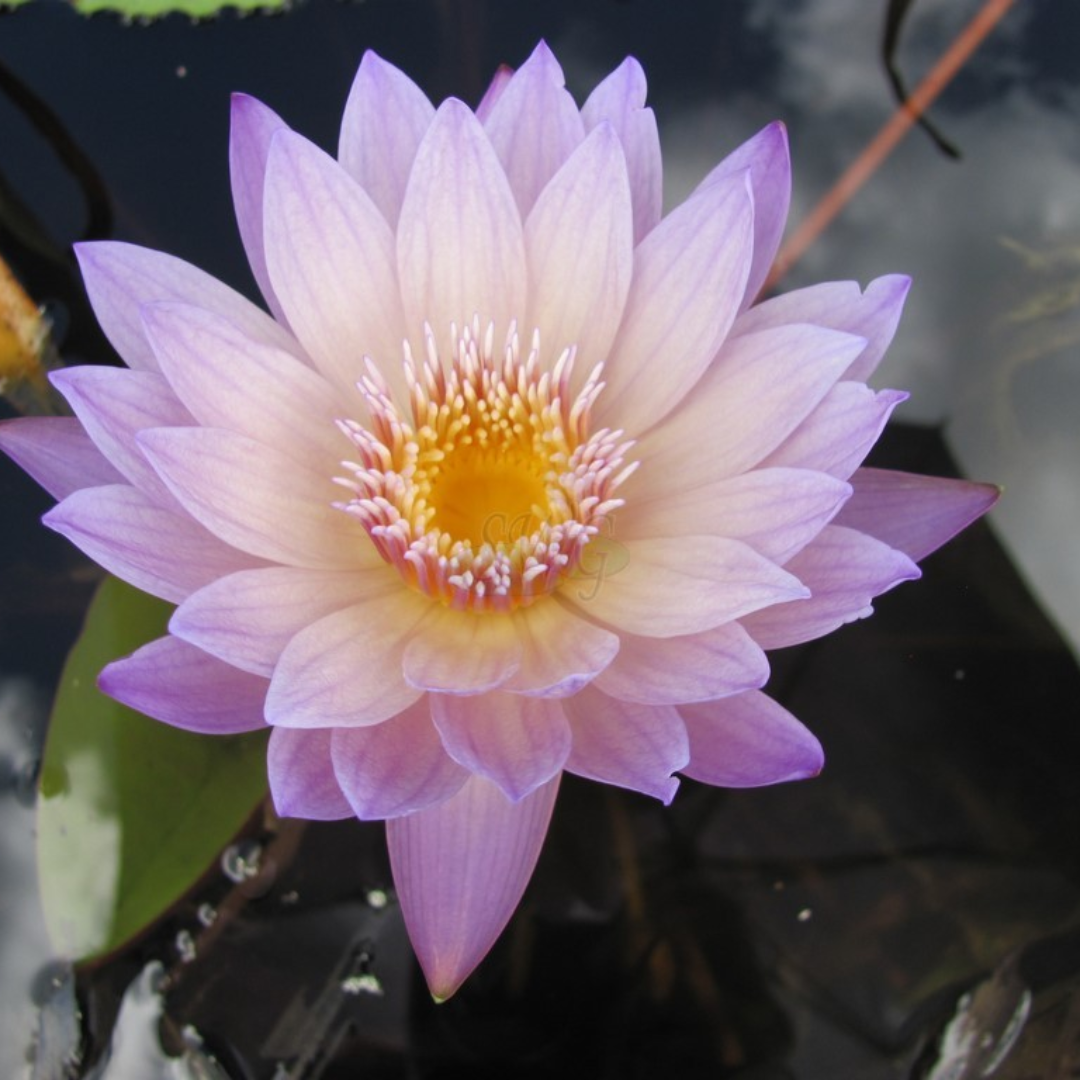 Anne Emmenet Tropical Waterlily