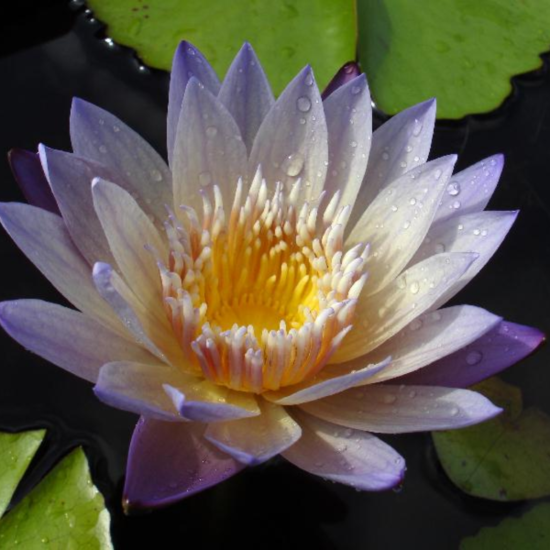 Anne Emmenet Tropical Waterlily