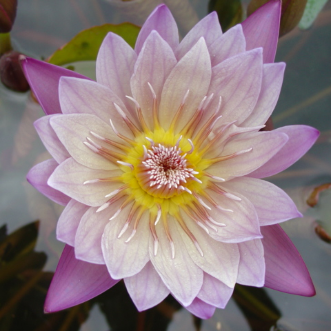 Anne Emmenet Tropical Waterlily
