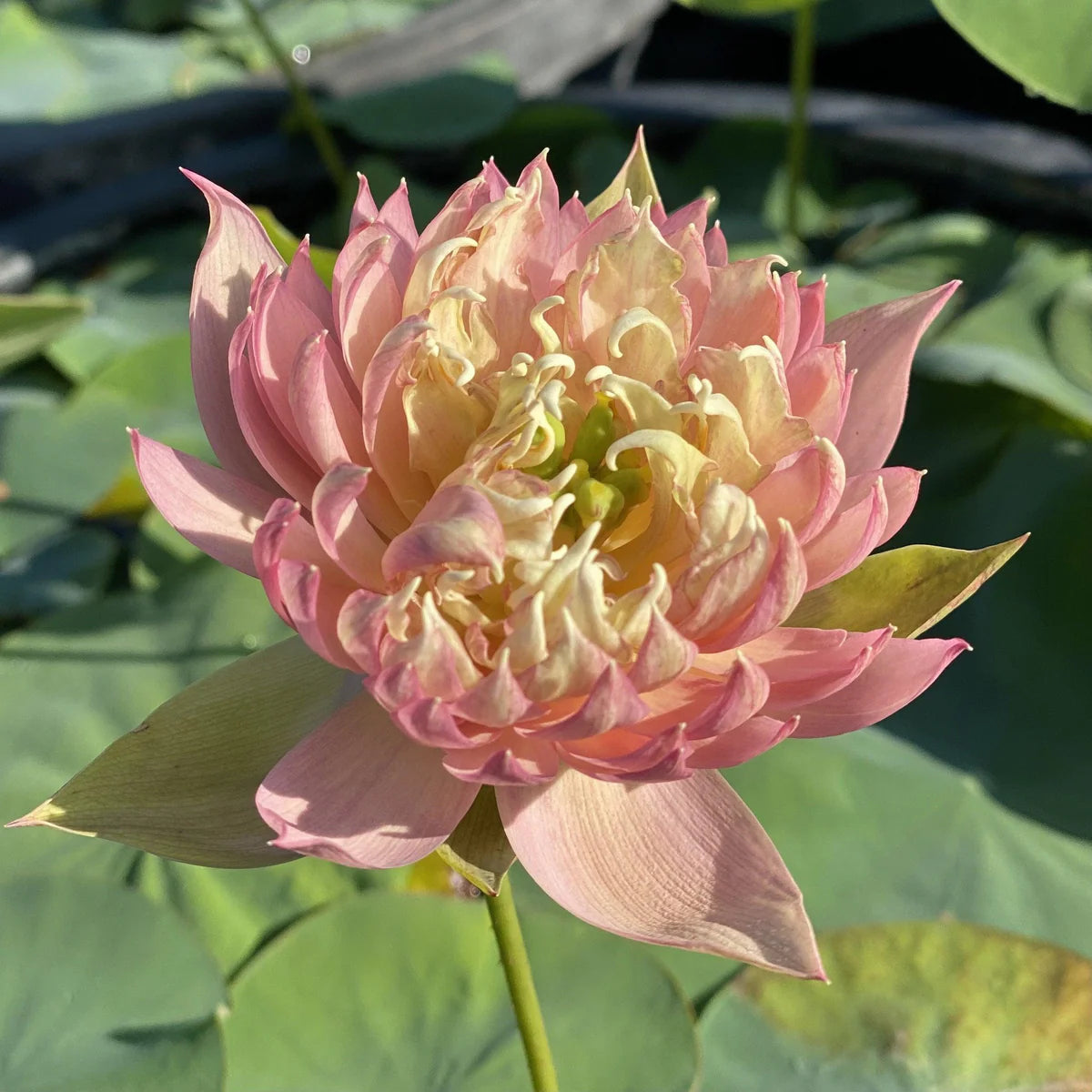 Feather Skirt Lotus Tuber