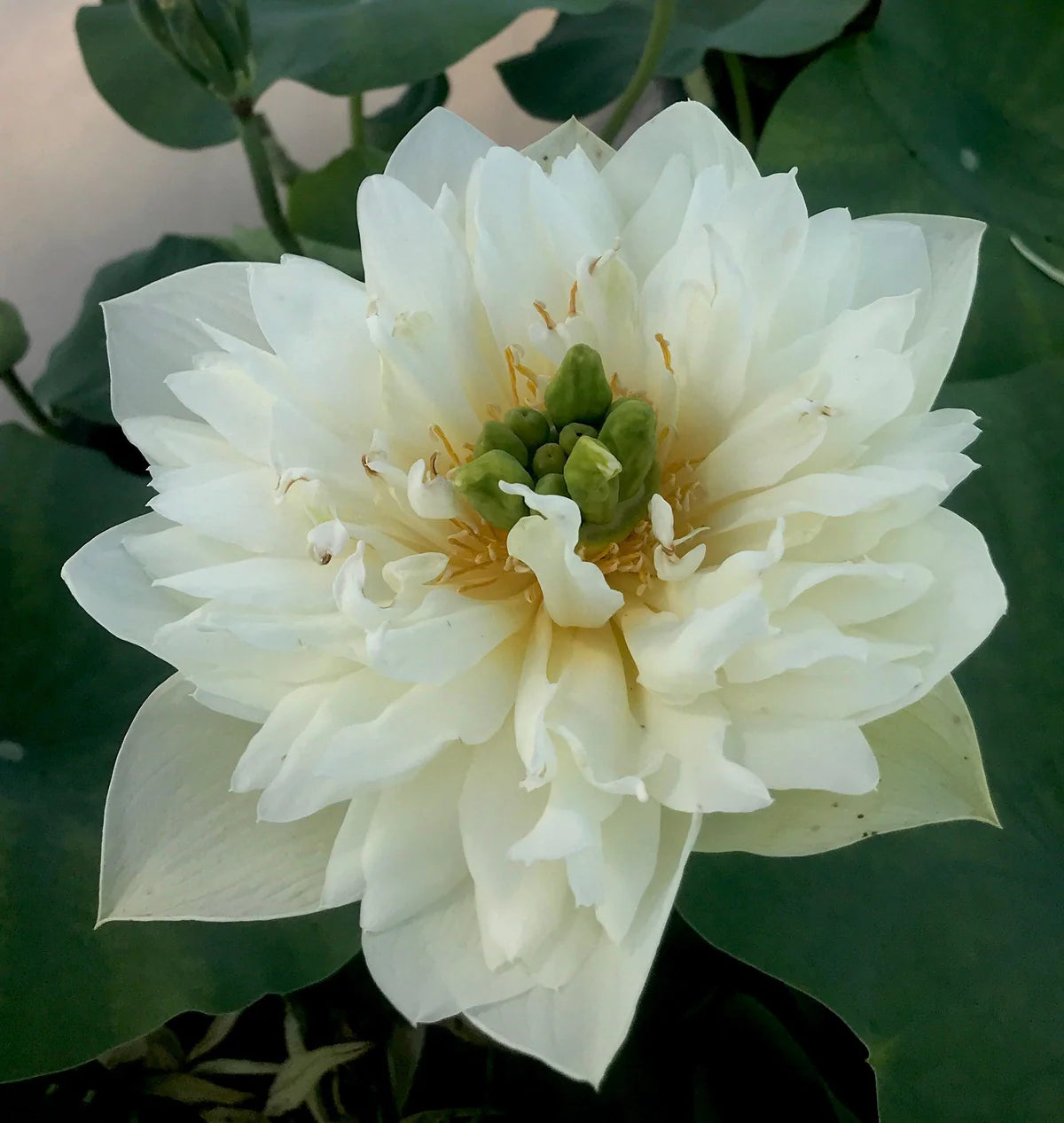 Green Cloud Lotus Tuber