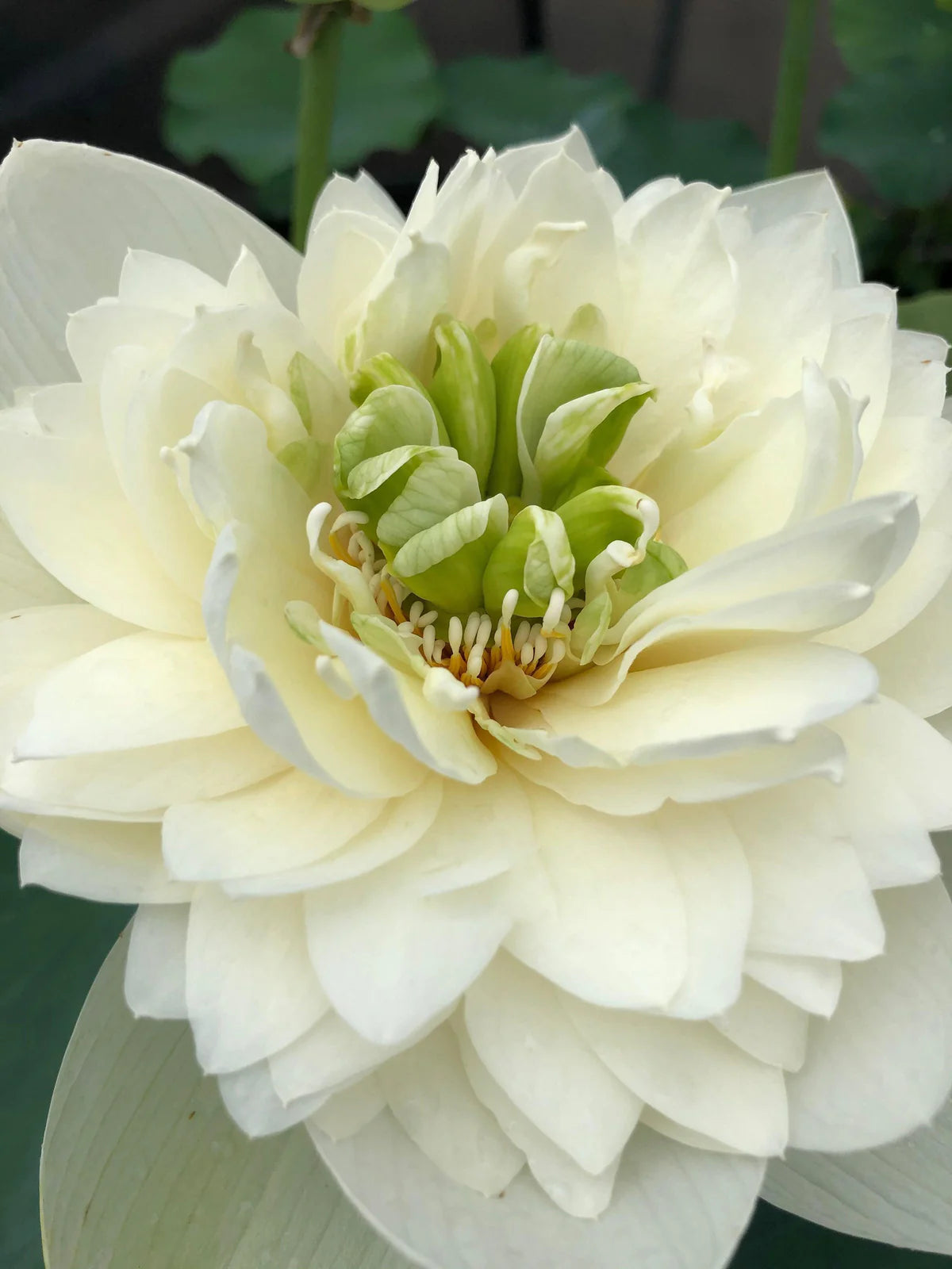 Green Cloud Lotus Tuber
