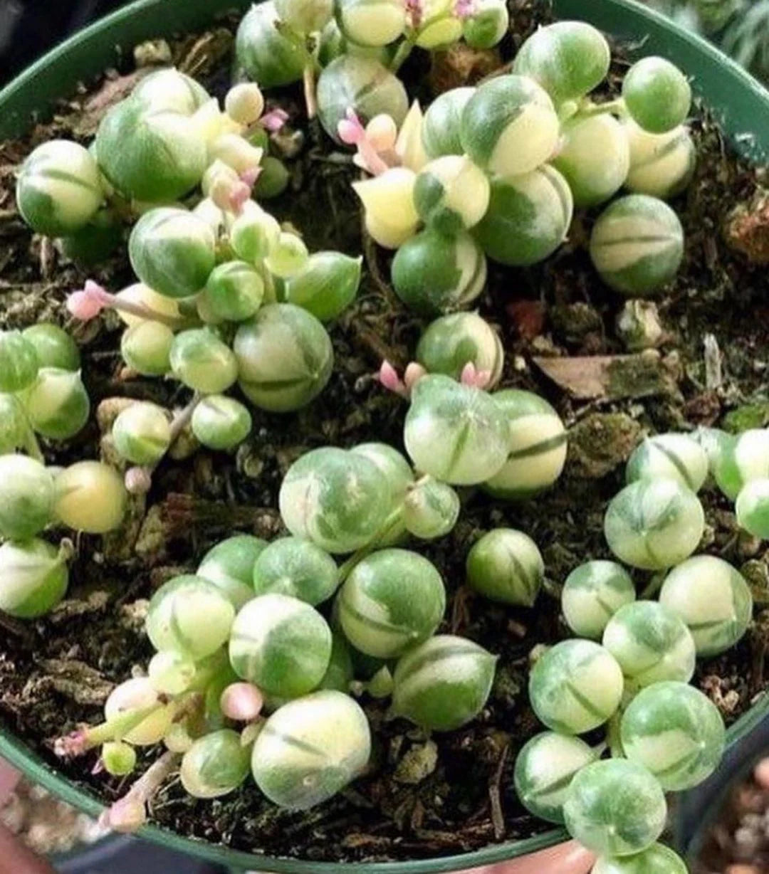 String Symphony : Combo of 5 Plants Bare Rooted