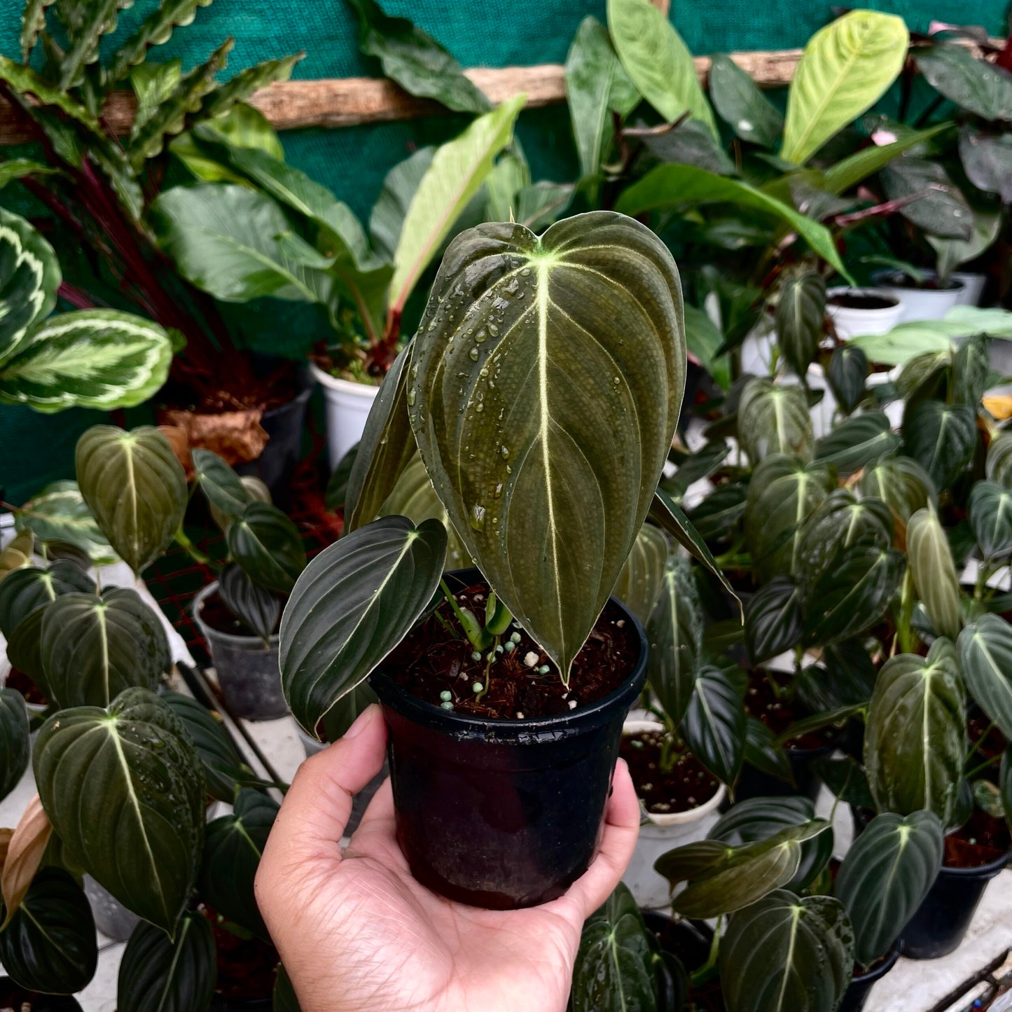 Philodendron Melanochrysum Melano - Rare