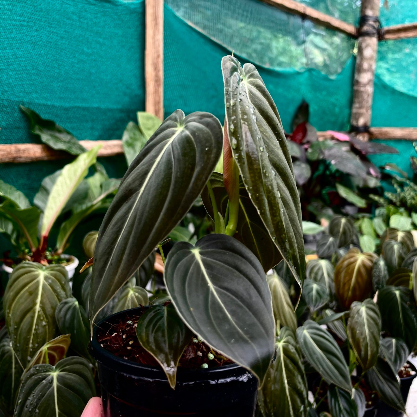 Philodendron Melanochrysum Melano - Rare
