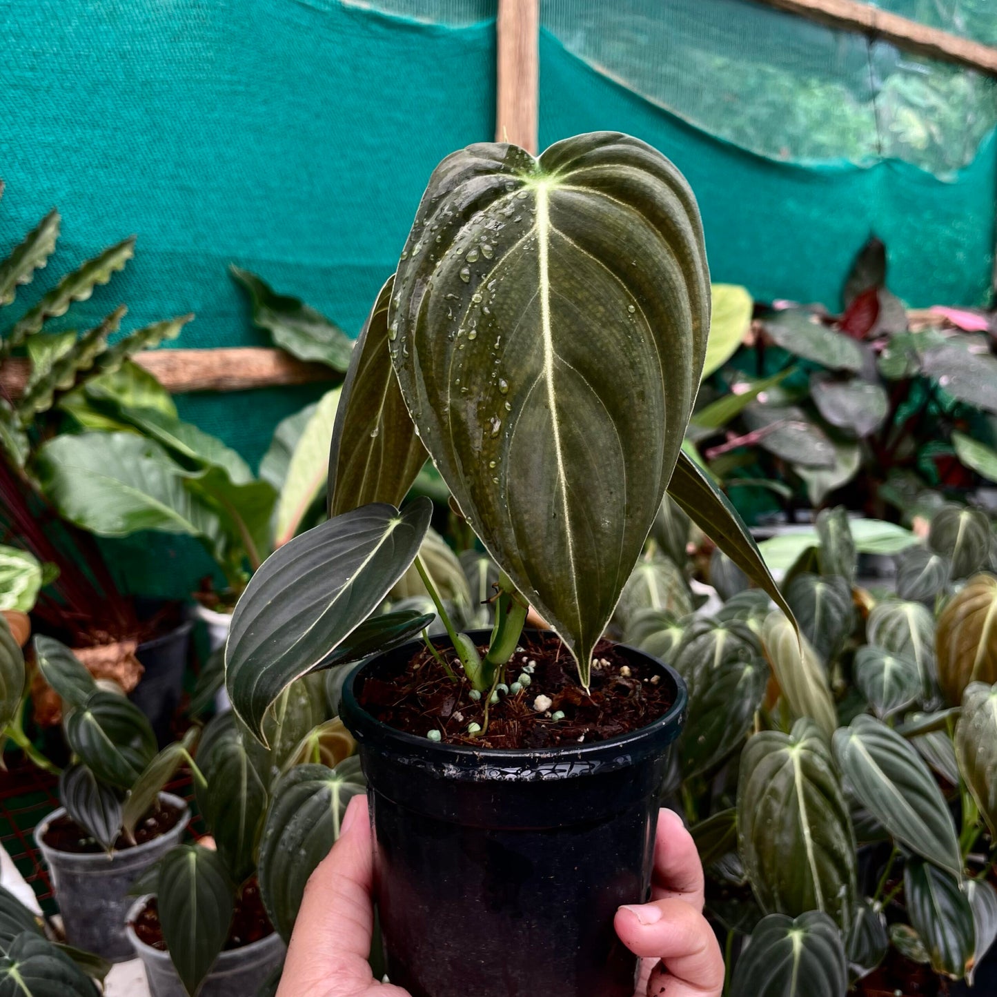 Philodendron Melanochrysum Melano - Rare