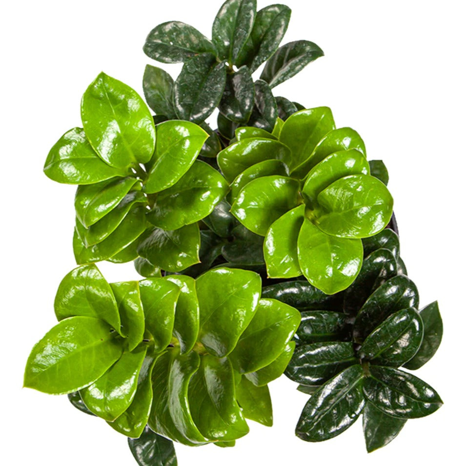Dwarf ZZ Zamia - plant store®