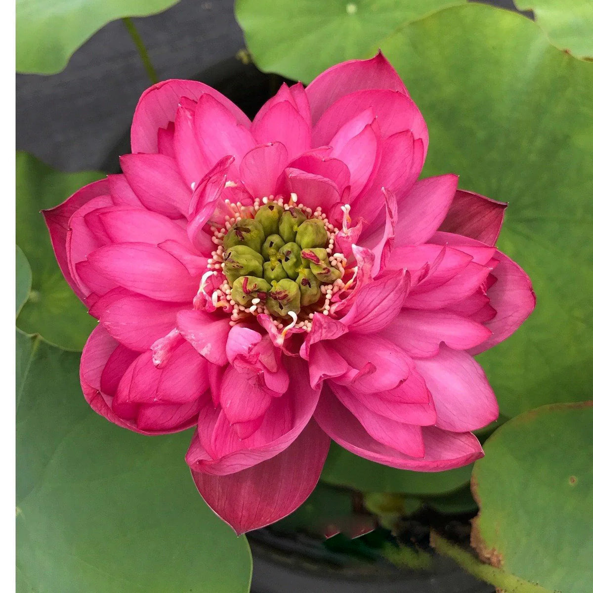Love Beat Lotus Tuber