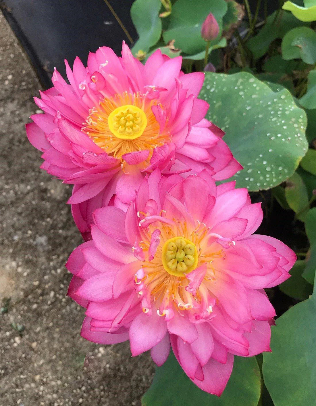Love Beat Lotus Tuber