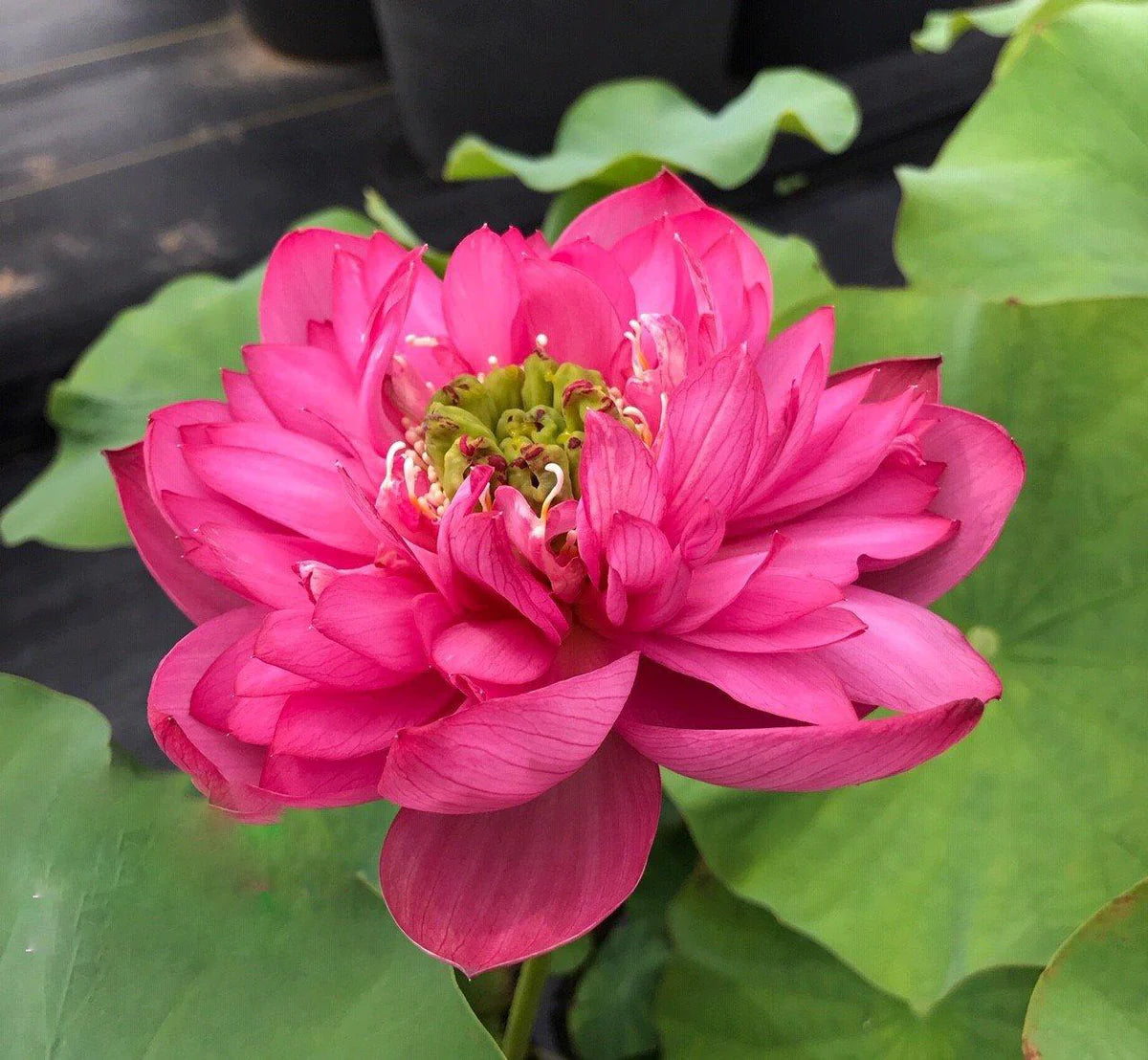 Love Beat Lotus Tuber
