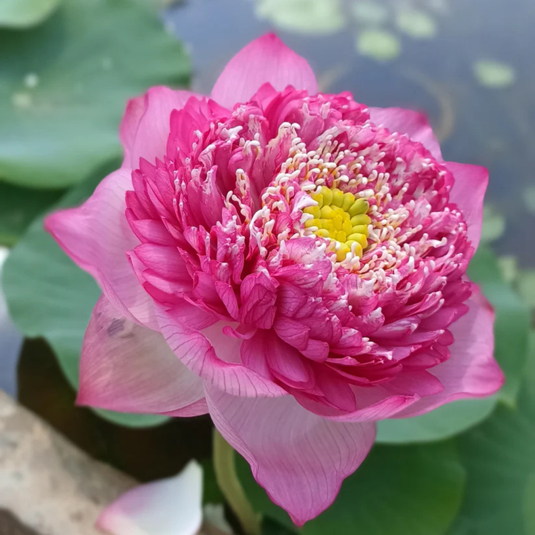 Karna Lotus Tuber