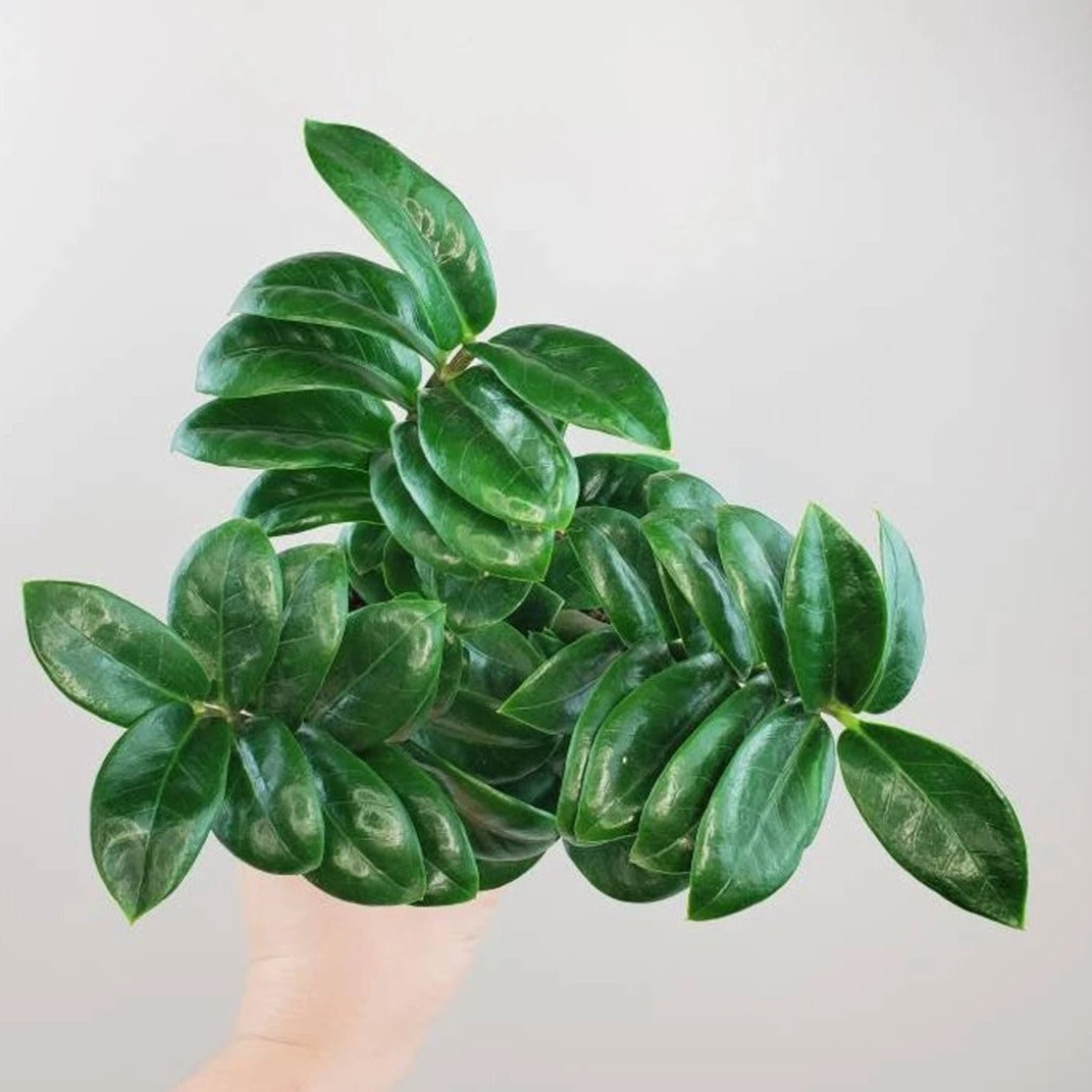 Dwarf ZZ Zamia - plant store®