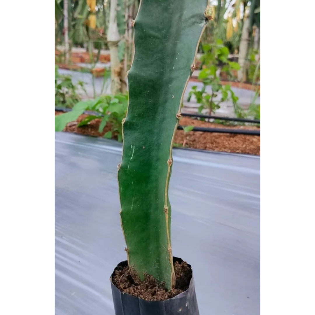Moroccan Red Dragonfruit Grafted Tree