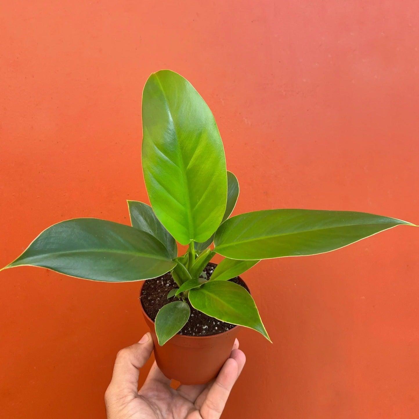 Philodendron Imperial Green - plant store®