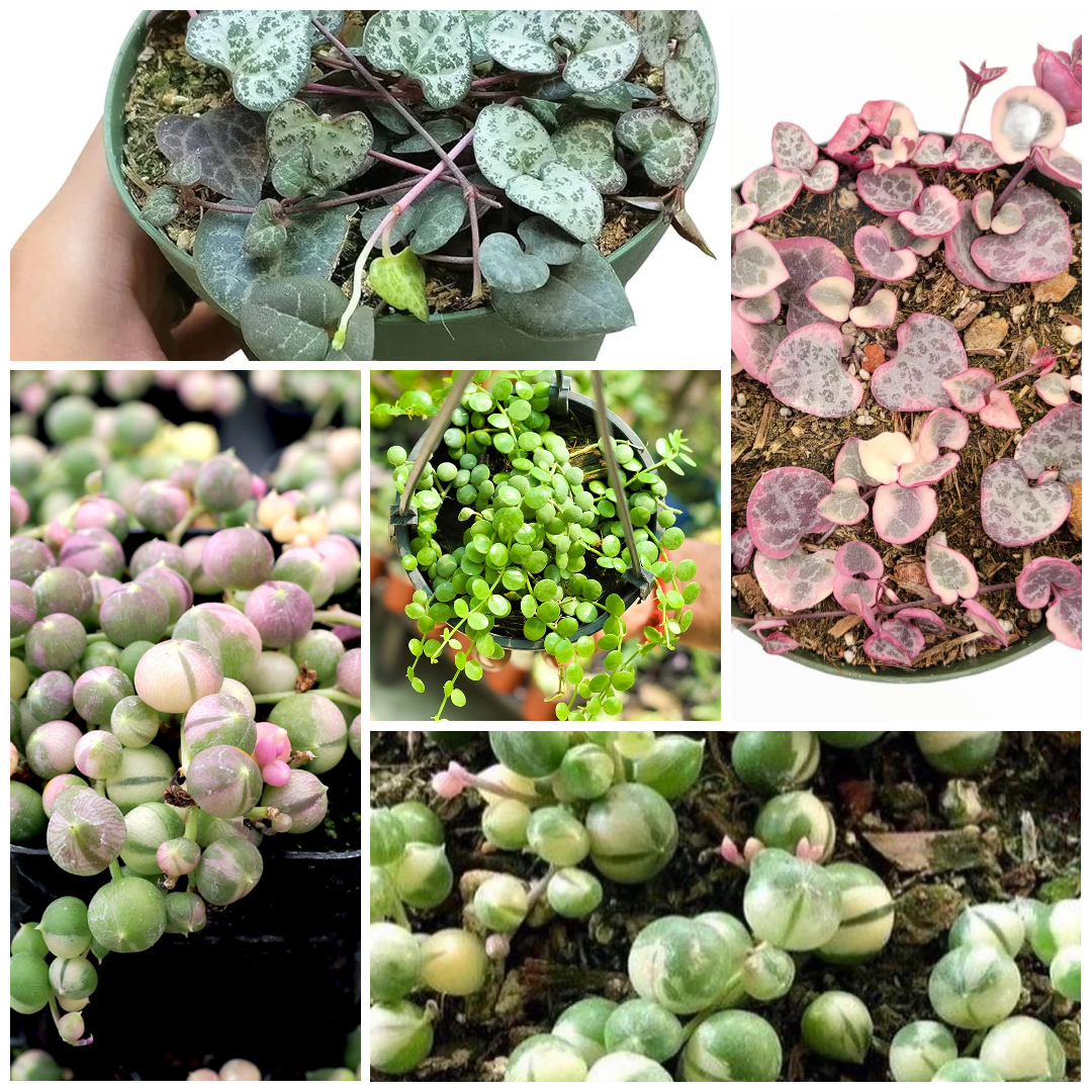 String Symphony : Combo of 5 Plants Bare Rooted