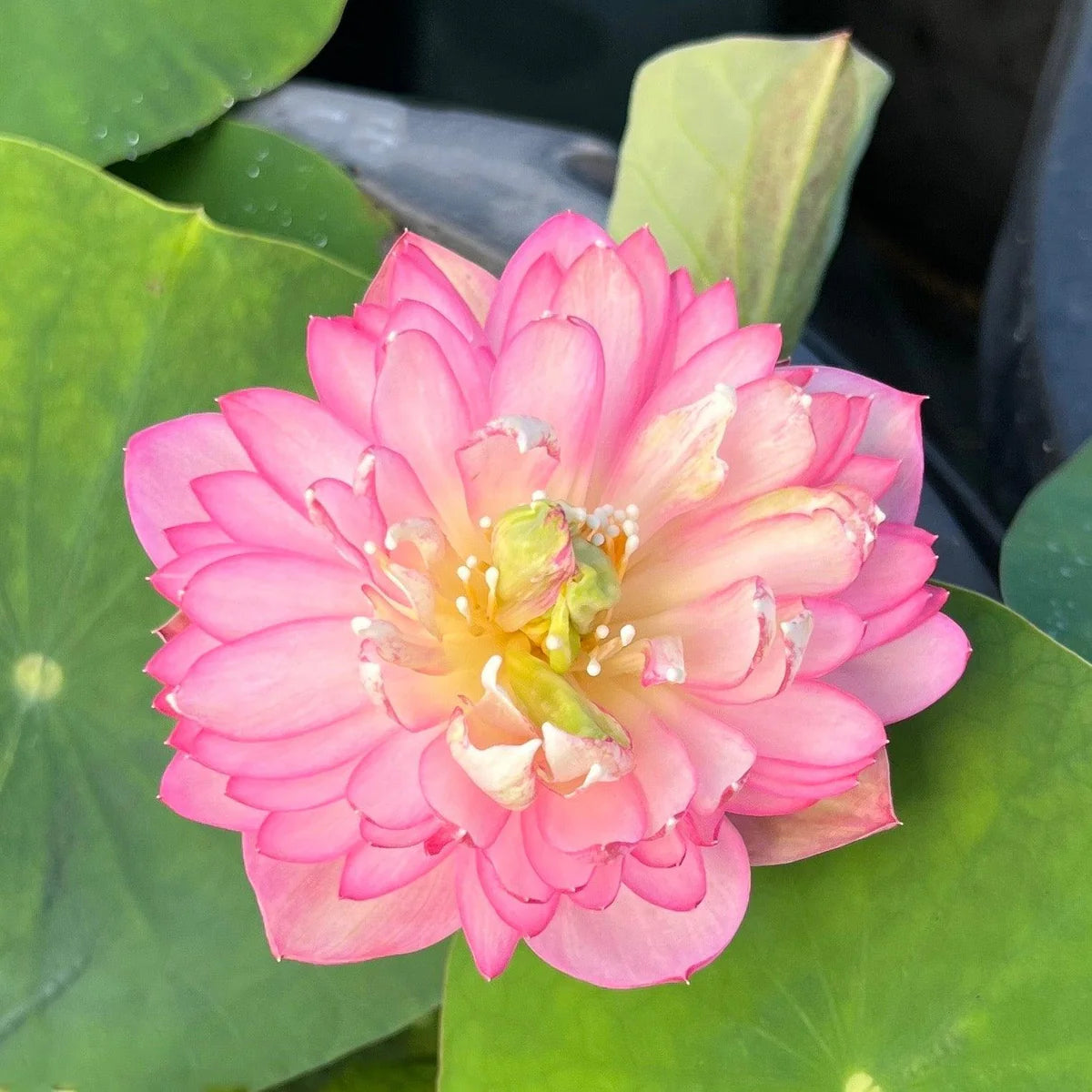 Ameri Peony Lotus Tuber