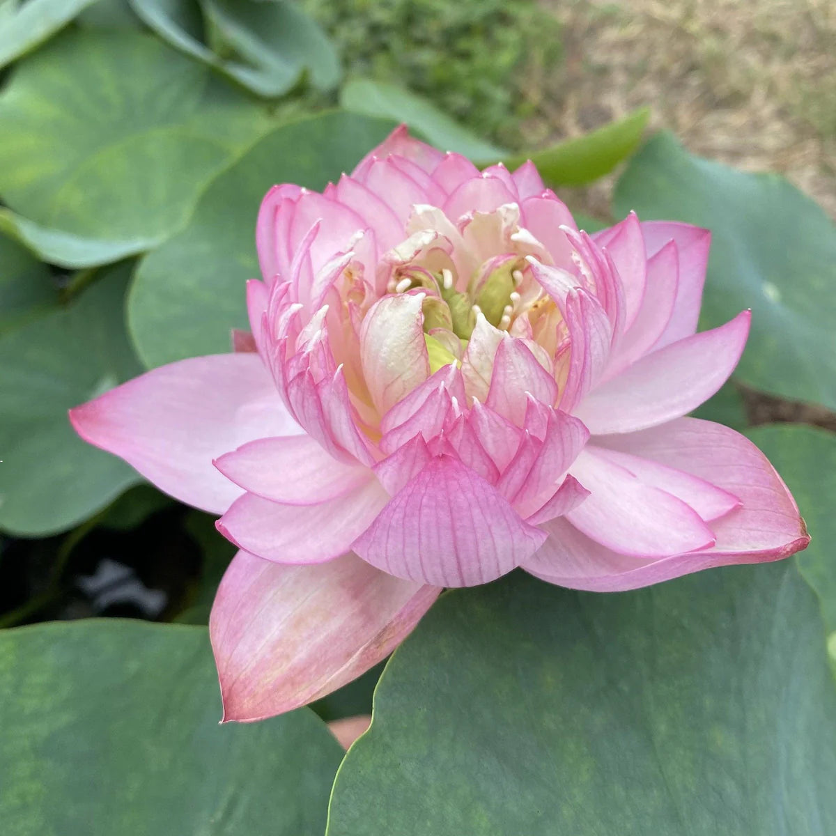 Ameri Peony Lotus Tuber