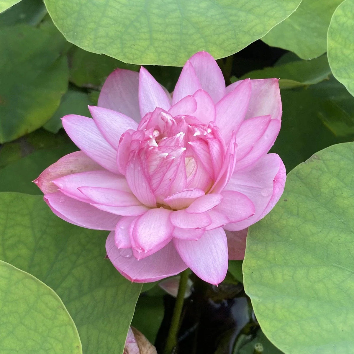 Ameri Peony Lotus Tuber