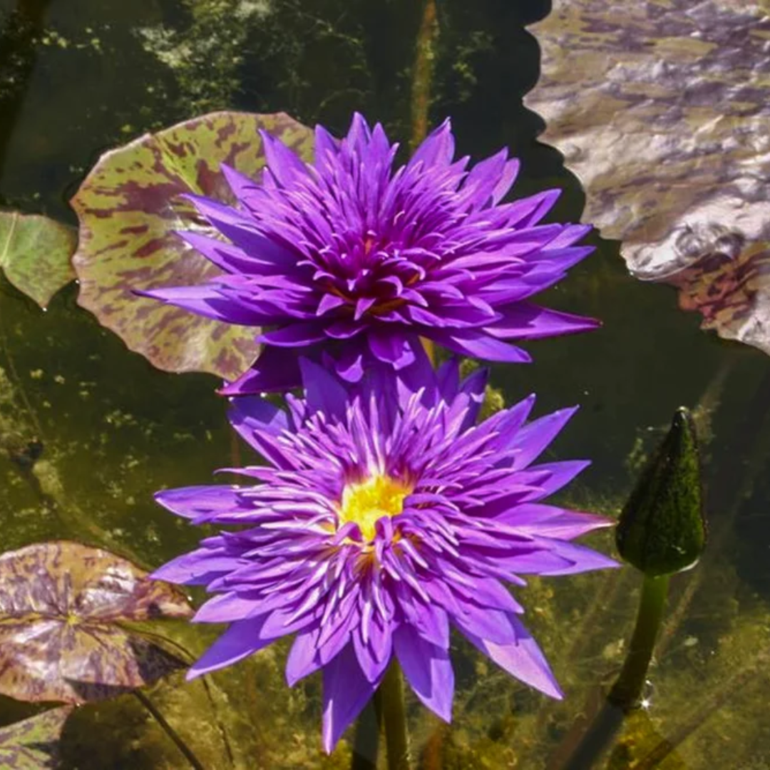 Plum Crazy Tropical Waterlily