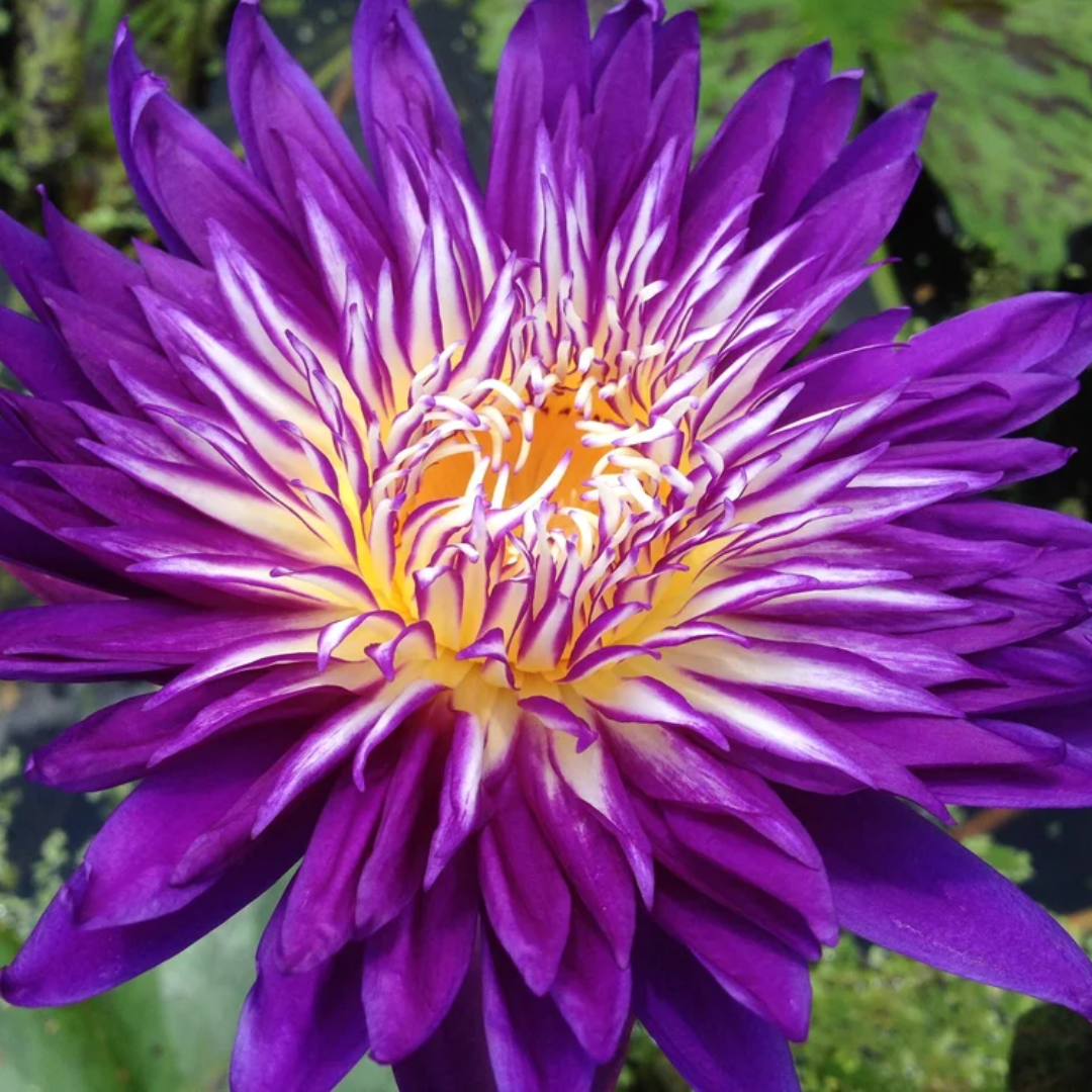 Plum Crazy Tropical Waterlily