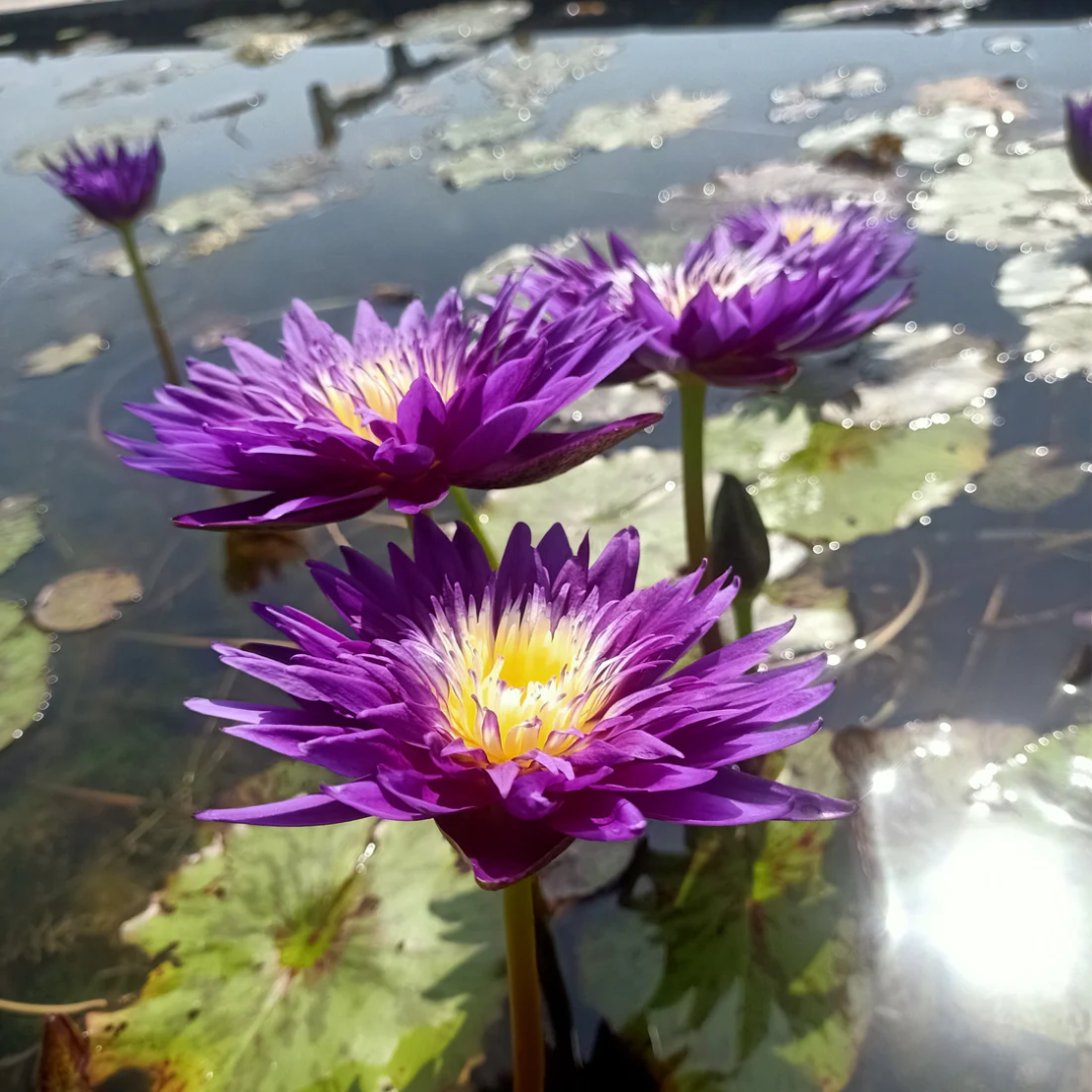 Plum Crazy Tropical Waterlily