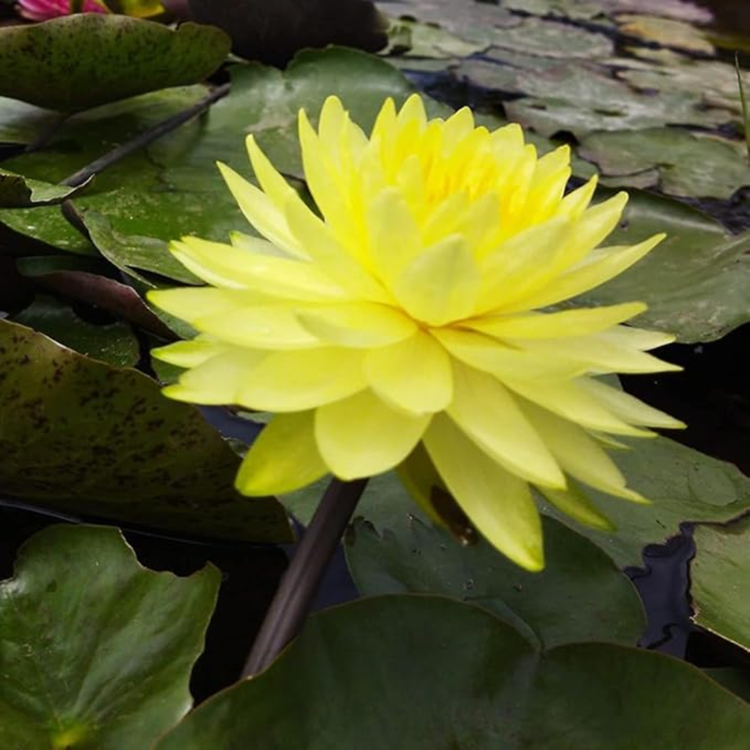 Puttraksha Hardy Waterlily
