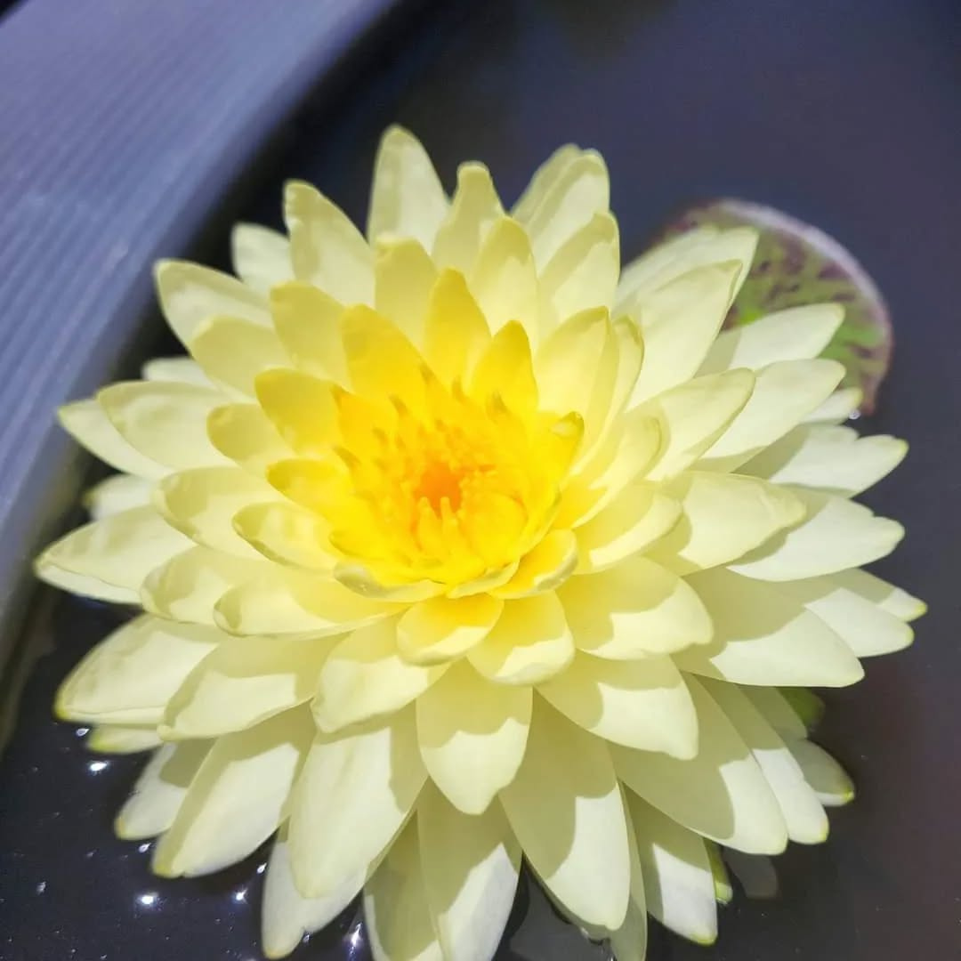 Puttraksha Hardy Waterlily