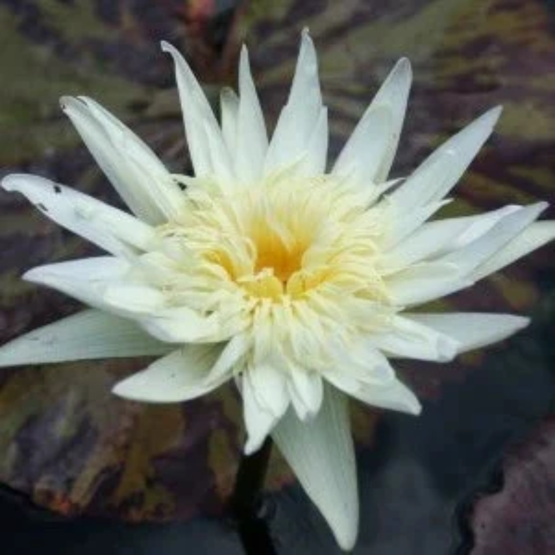 Rachel Personnel Tropical Waterlily