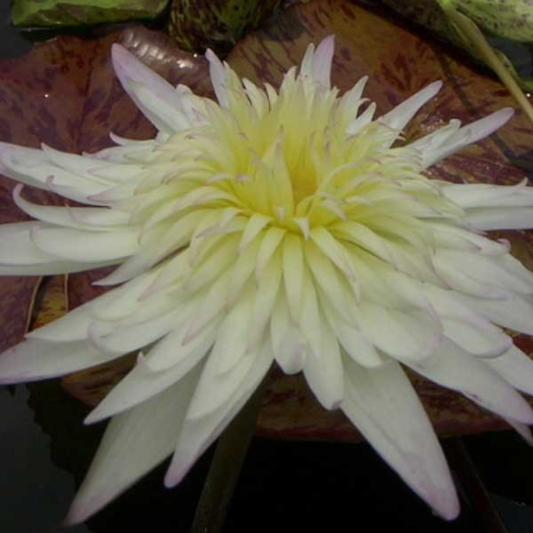 Rachel Personnel Tropical Waterlily