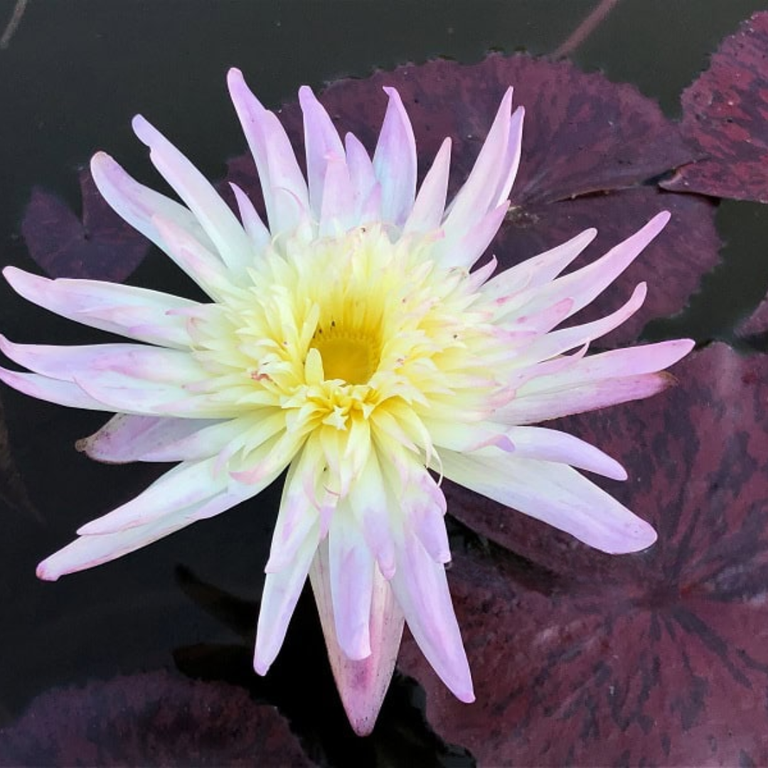 Rachel Personnel Tropical Waterlily