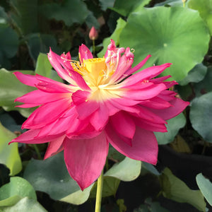 Red Peony Lotus Tuber