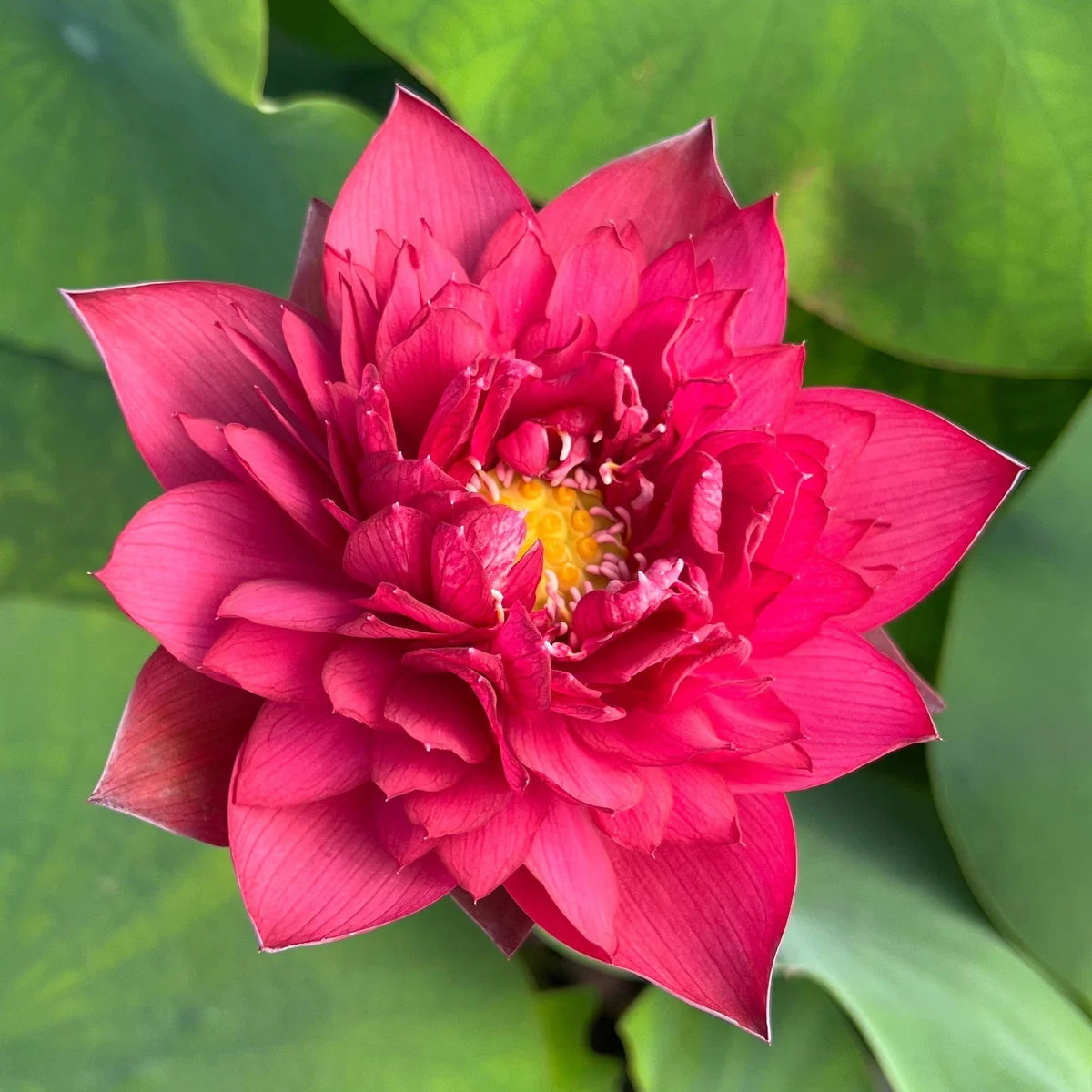 Sarveshwar Lotus Tuber - Supreme Bloom (Ultra Rare)