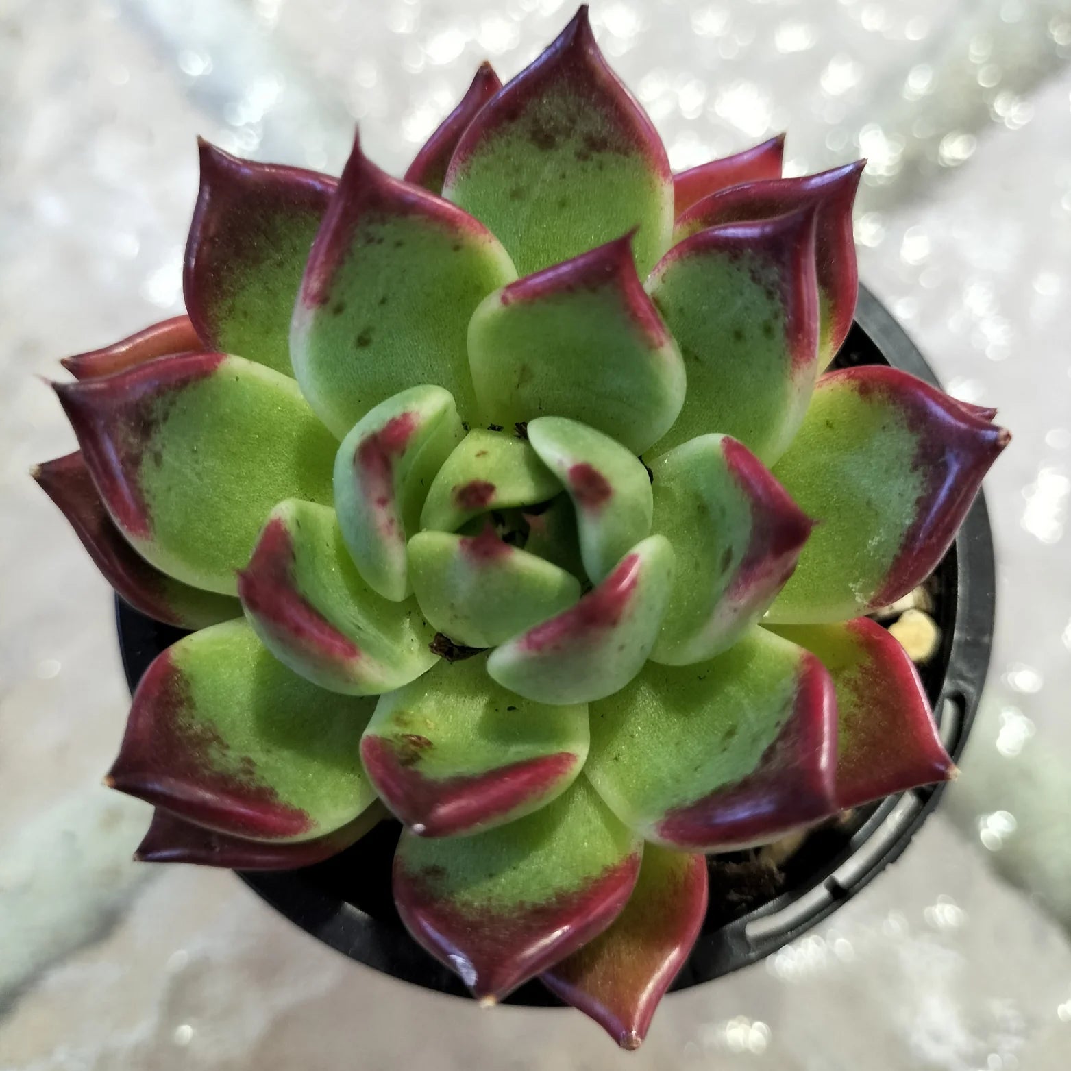 rubra succulent ECHEVERIA 'RUBRA' – Plant Store®