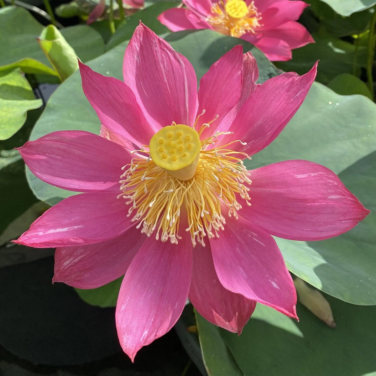 Shadow Lotus Tuber