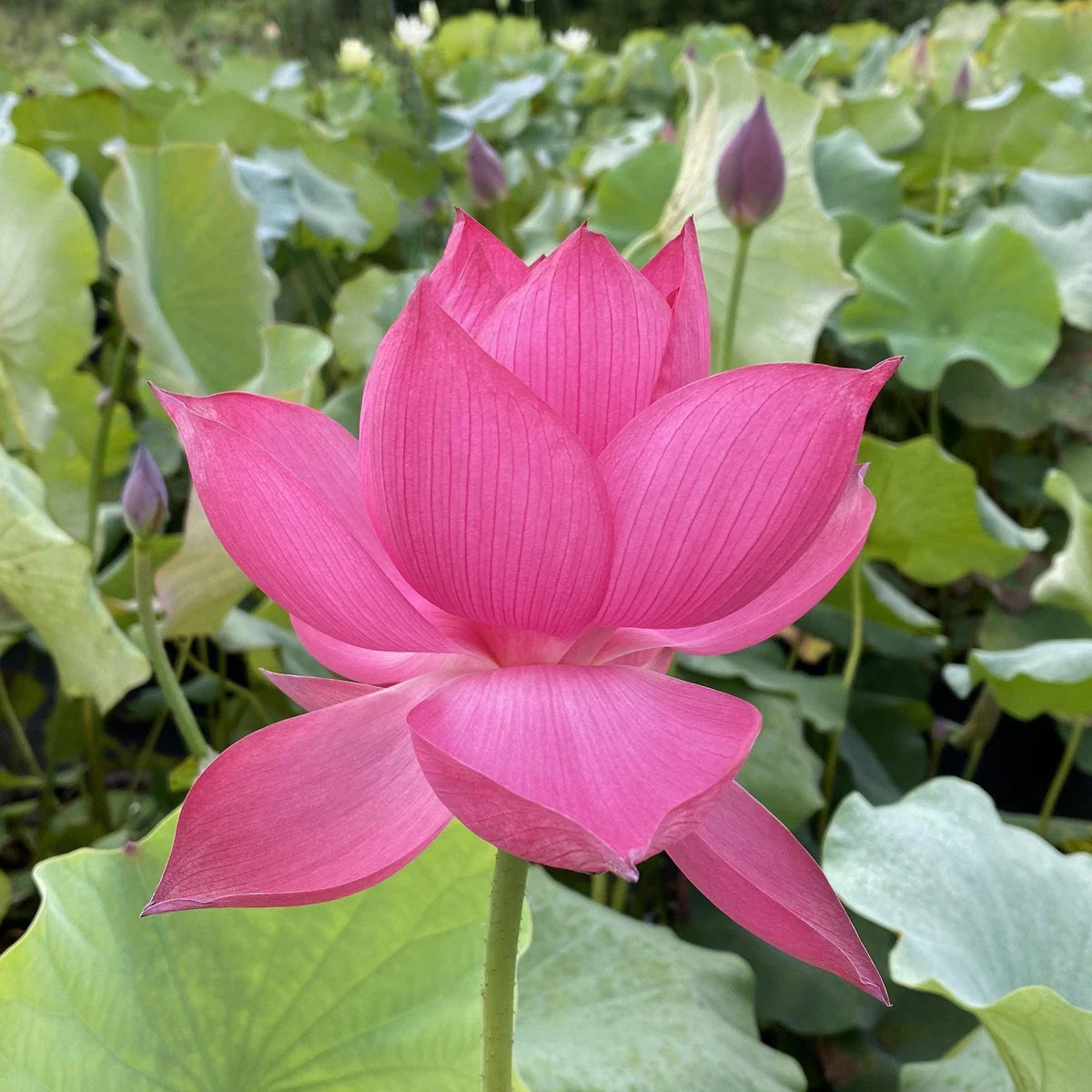 Shadow Lotus Tuber