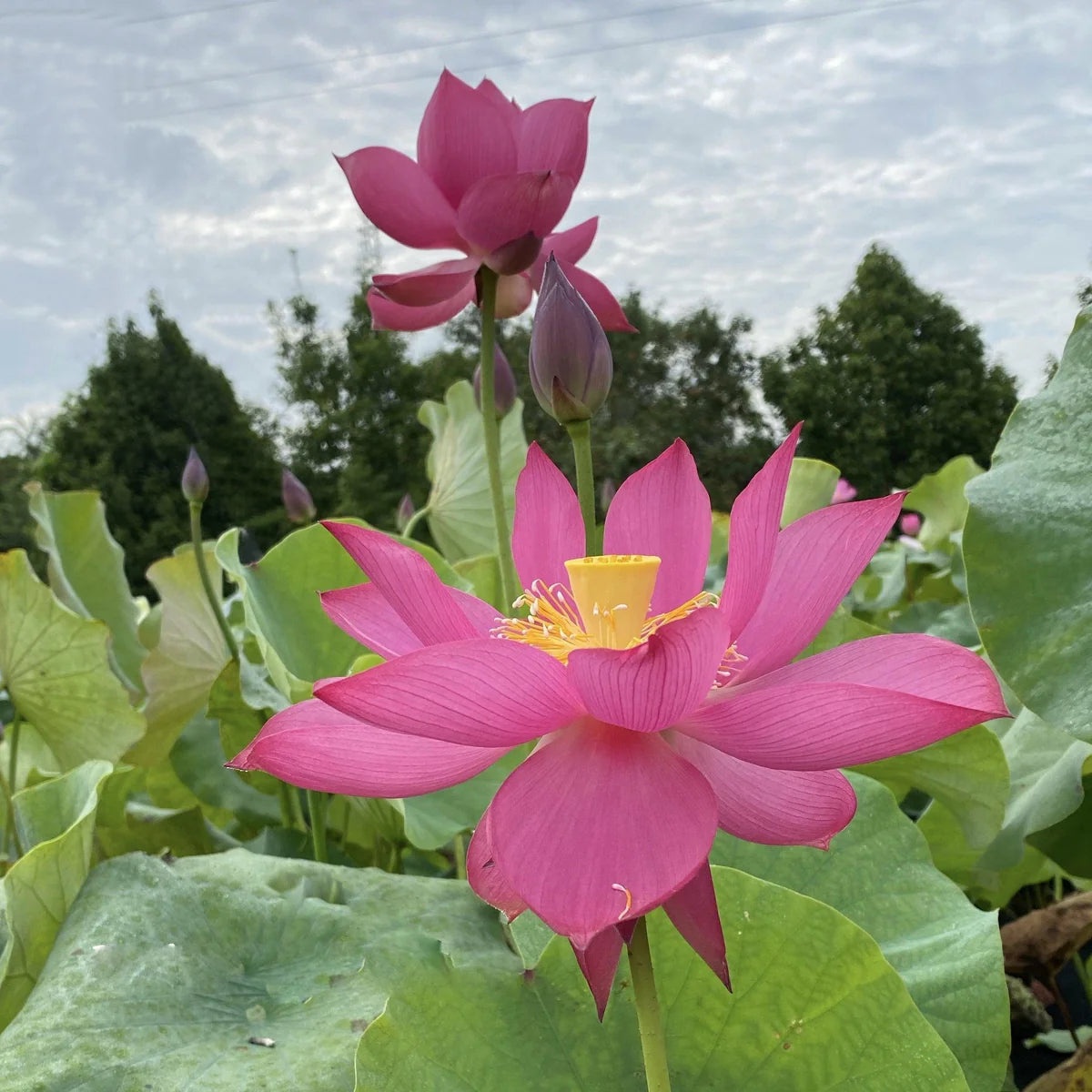Shadow Lotus Tuber