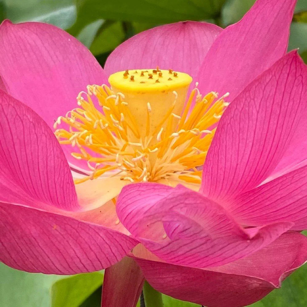 Shadow Lotus Tuber