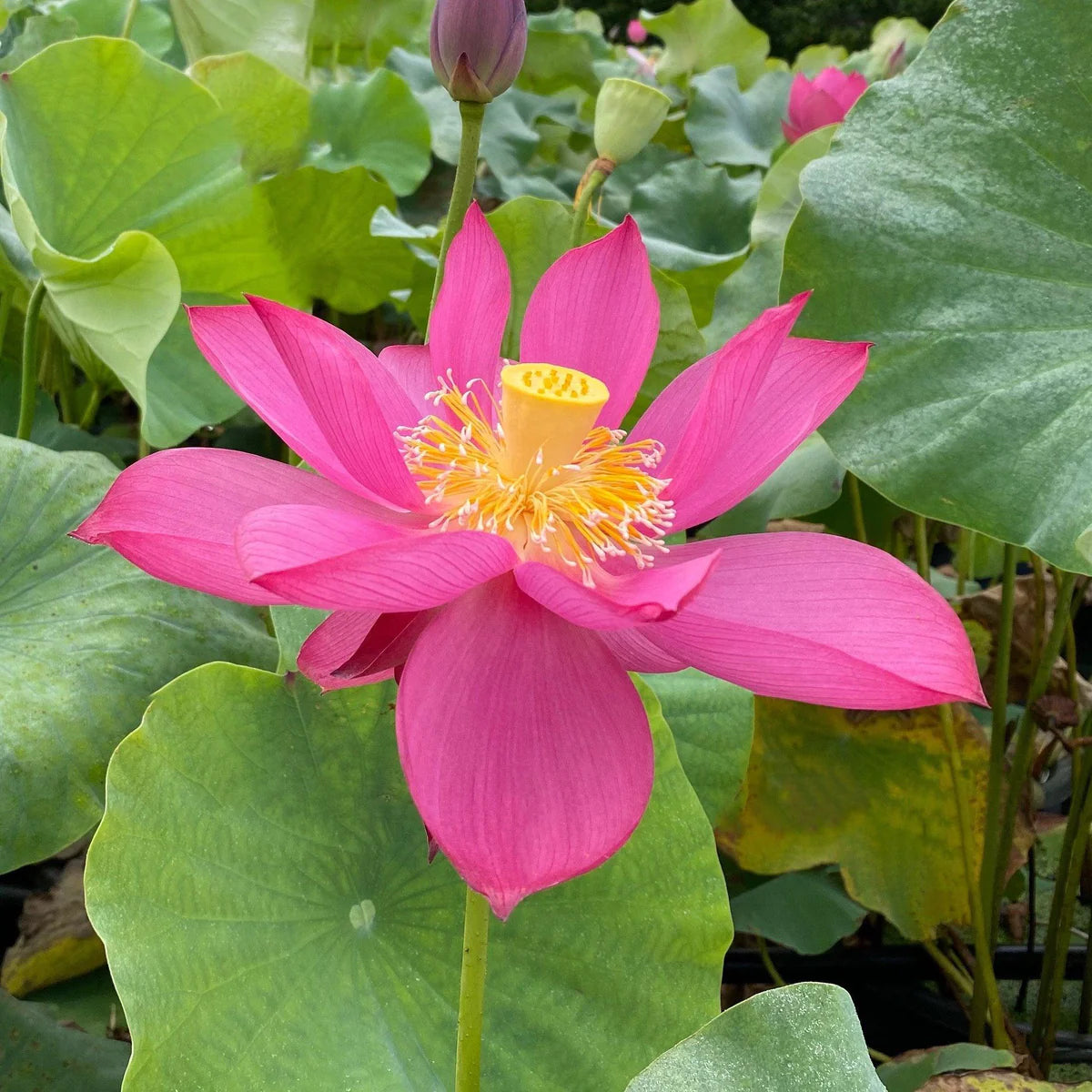 Shadow Lotus Tuber