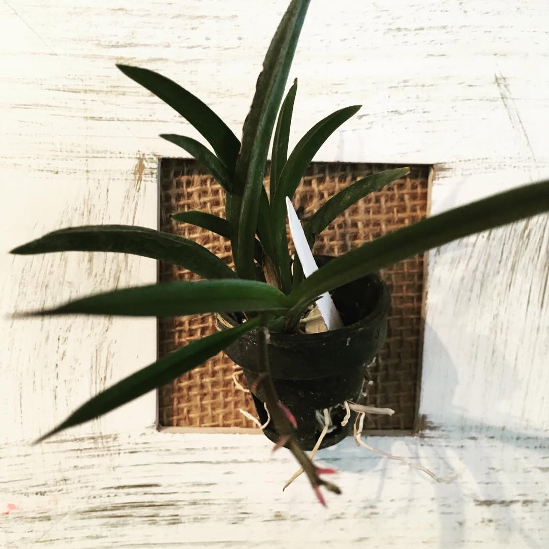 Assorted Tolumnia 3 Colour Combo (Blooming Size)