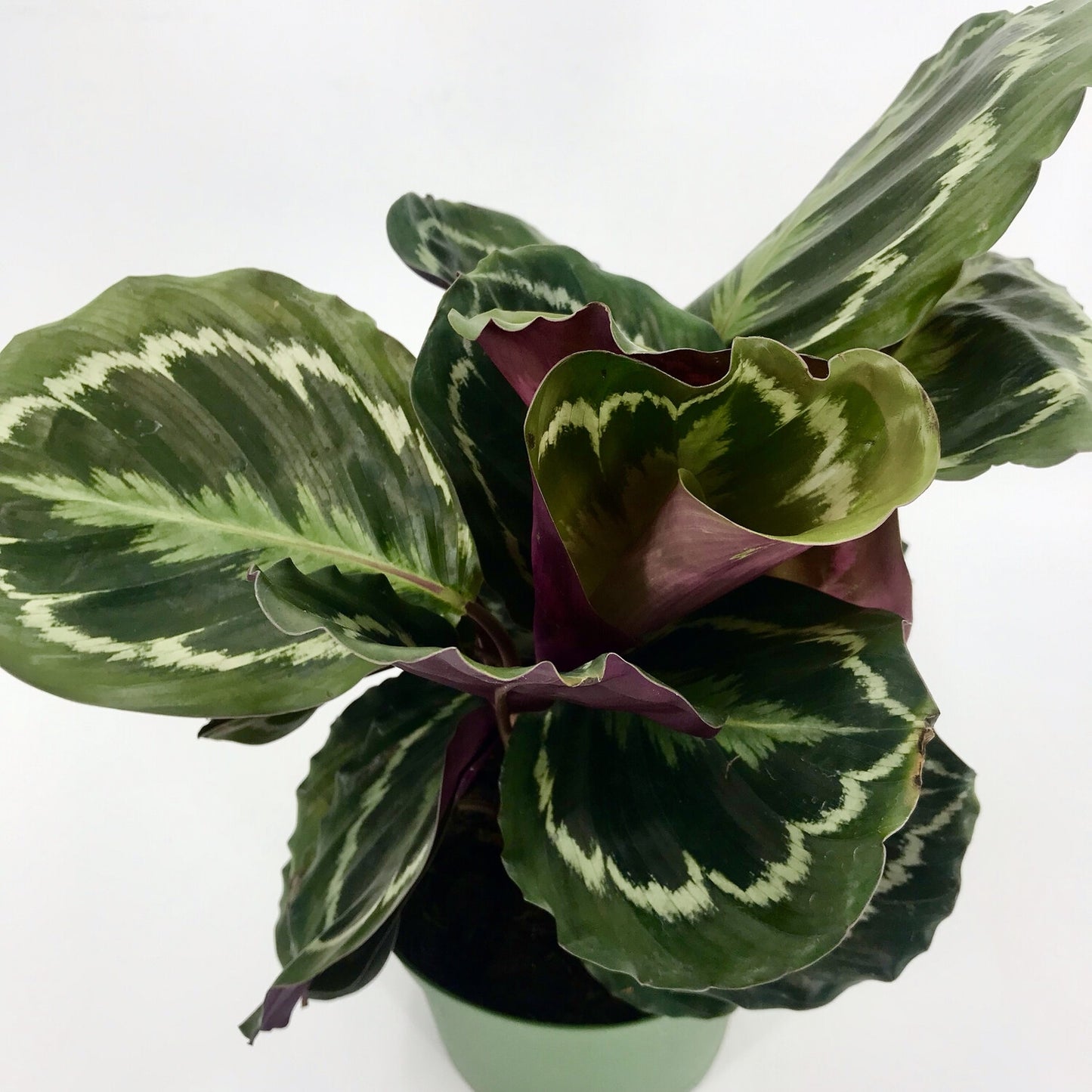 Calathea Medallion
