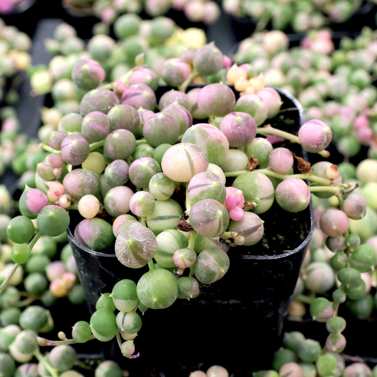 String Symphony : Combo of 5 Plants Bare Rooted