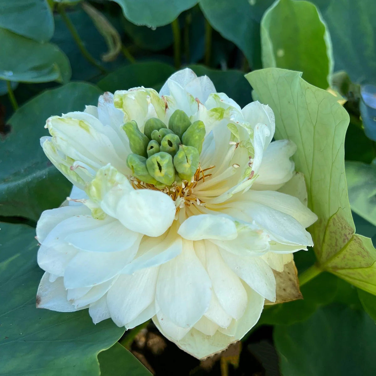 White Pony Lotus Tuber