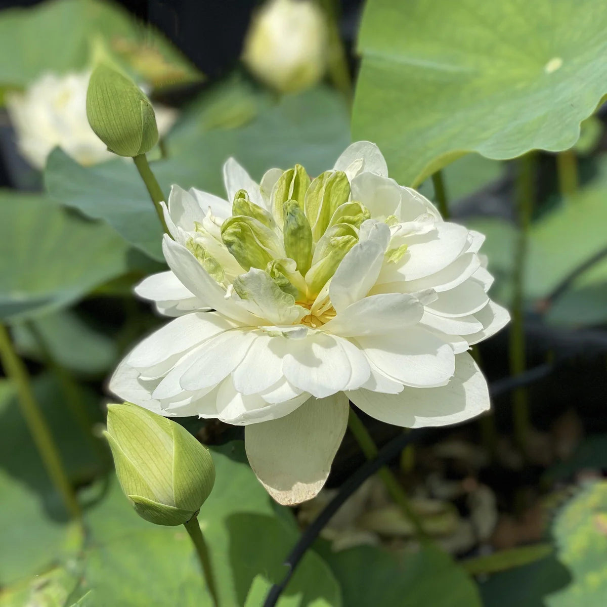 White Pony Lotus Tuber