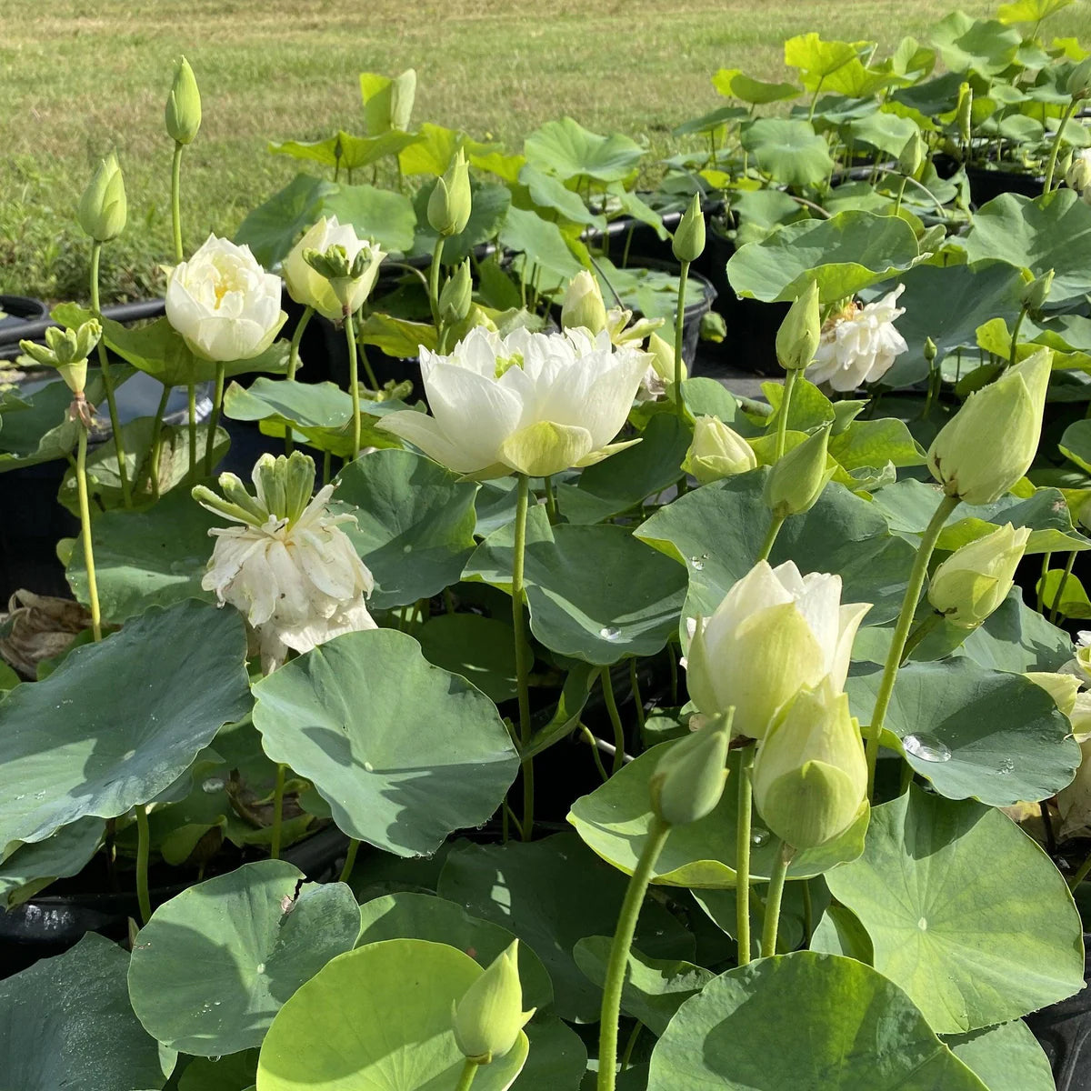 White Pony Lotus Tuber