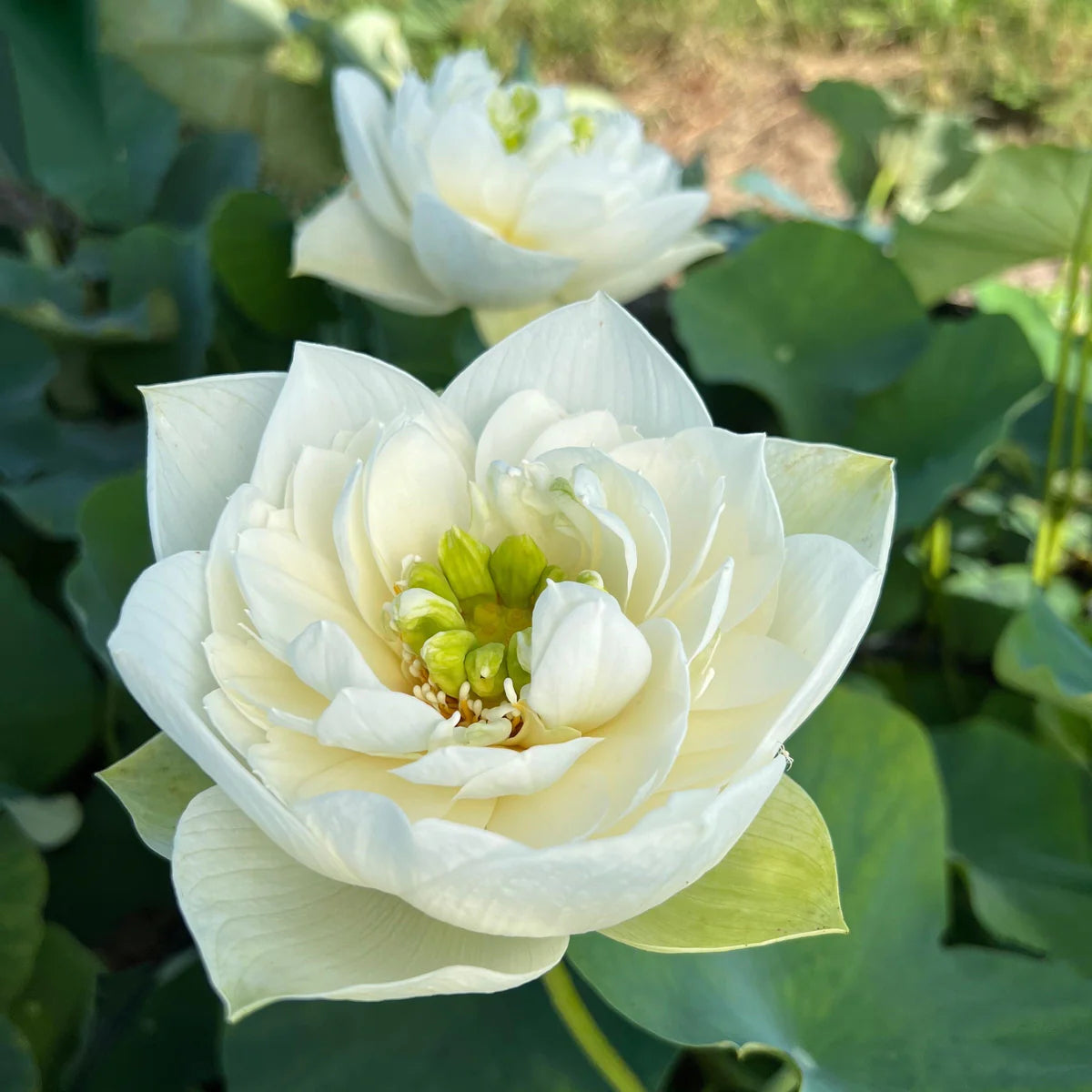White Pony Lotus Tuber
