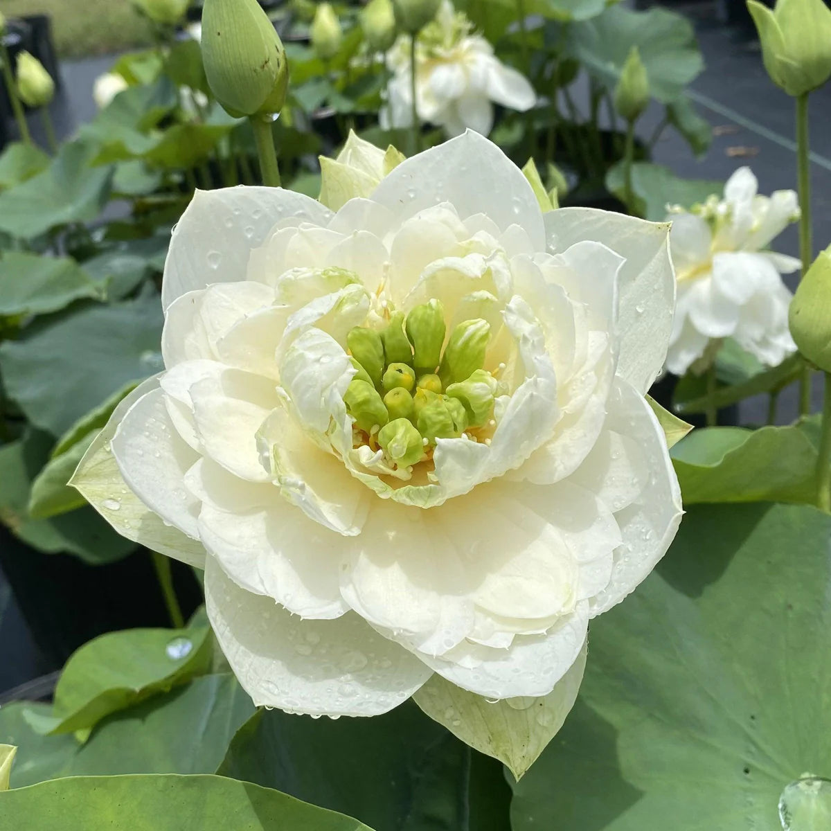 White Pony Lotus Tuber
