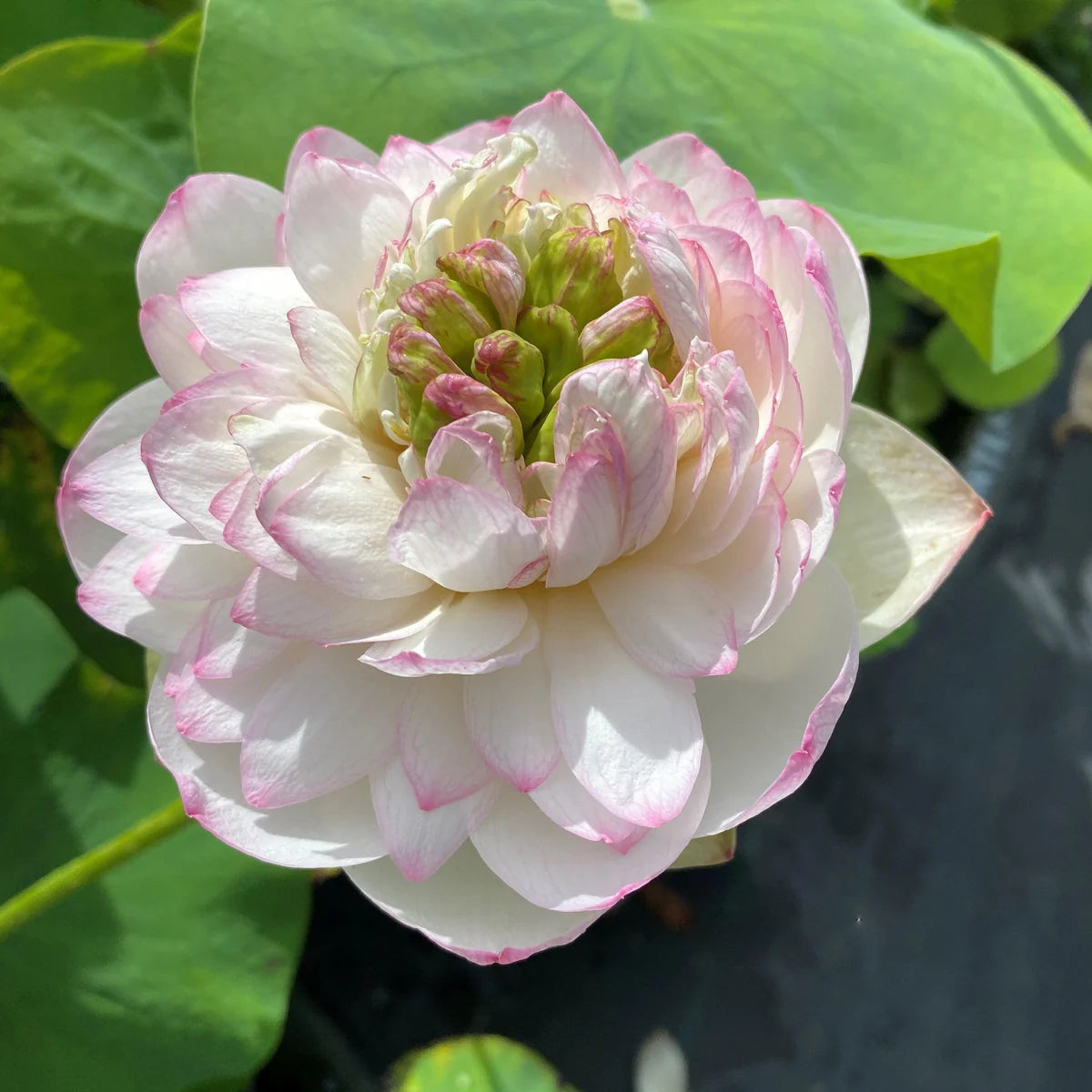 Super Lotus Juwaba Tuber