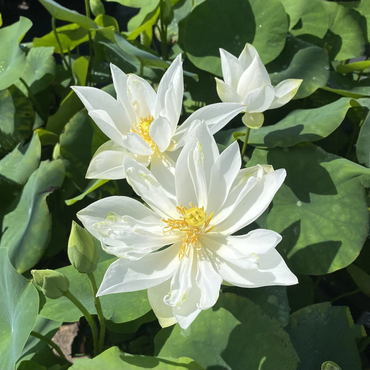 Coconut Milk Lotus Tuber