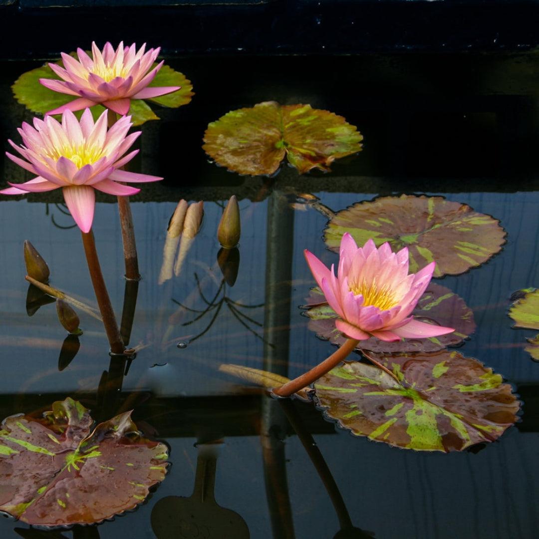 Water Lilies or Lotus The Ultimate Guide to Planting, Care, and Feedi