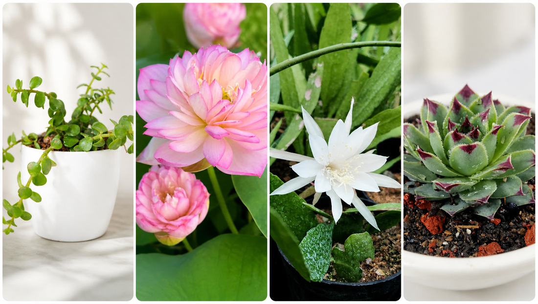 Where to Keep Vastu Plants for Home | Plant Store